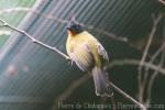 Ruby-throated bulbul