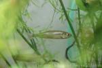 Greek dwarf minnow