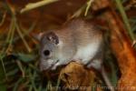 Asia Minor spiny mouse