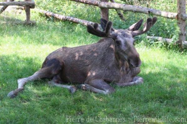 Eurasian elk