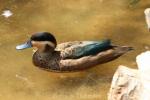 Hottentot teal