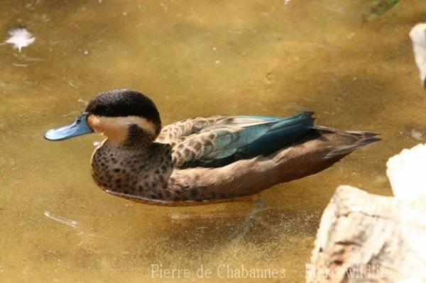 Hottentot teal