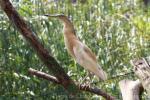 Squacco heron