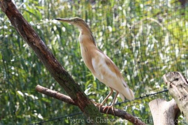 Squacco heron