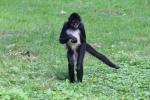 Central American spider monkey