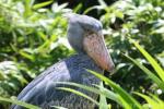 Shoebill