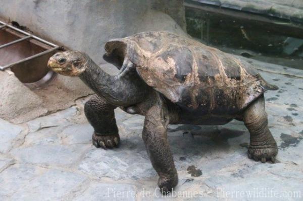 Duncan Island Giant Tortoise