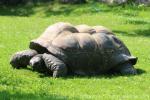 Indefatigable Island Tortoise