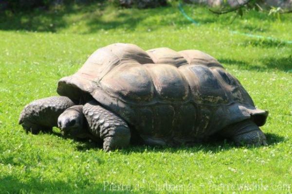 Indefatigable Island Tortoise