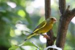 European greenfinch