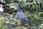 Stock dove