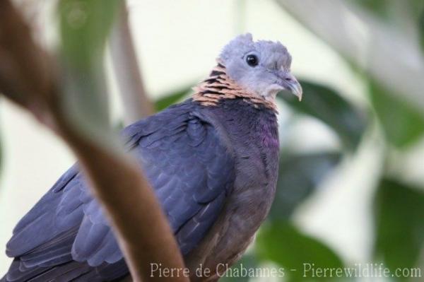 Ashy wood-pigeon