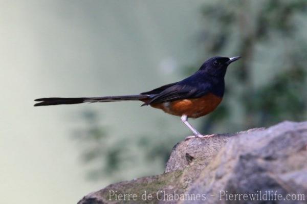 White-rumped shama