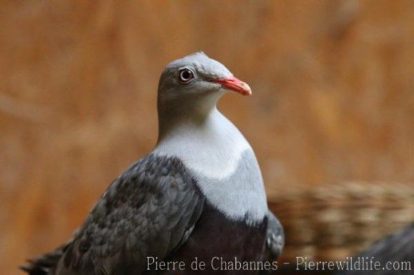 Spotted imperial-pigeon