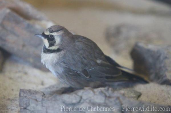 Horned lark