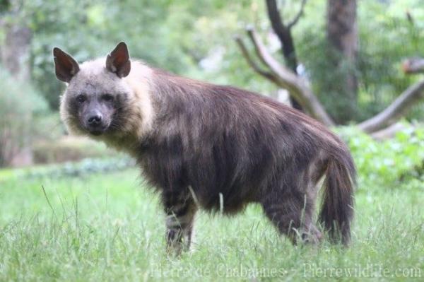 Brown hyena