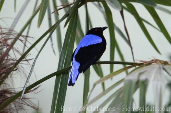 Asian fairy blue bird