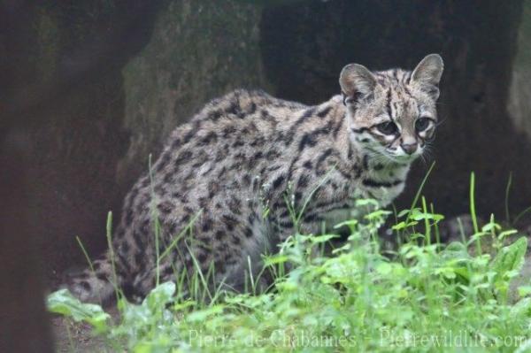 Northern tiger cat