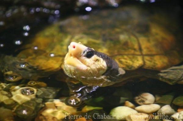 Malayan flat-shelled turtle