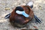 Ruddy duck