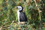 Little pied cormorant