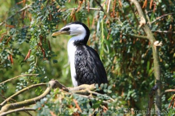 Little pied cormorant