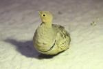 Chestnut-bellied sandgrouse