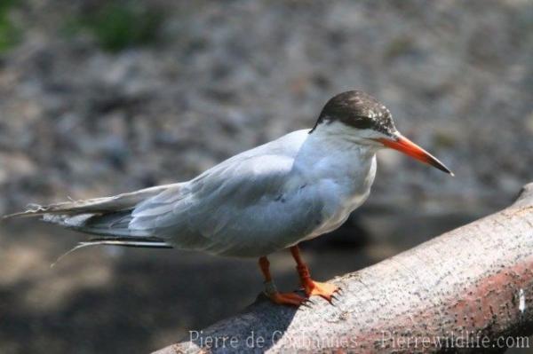 Common tern