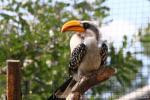 Eastern yellow-billed hornbill