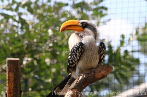 Eastern yellow-billed hornbill