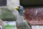 Wattled lapwing