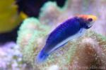 Red-eye wrasse