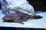 Leopard pleco