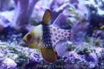 Pajama cardinalfish