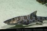 Leopard shark