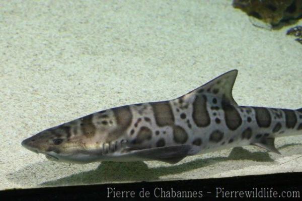Leopard shark