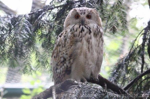 Siberian eagle-owl