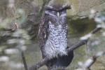 Barred eagle-owl