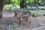 Iberian wolf