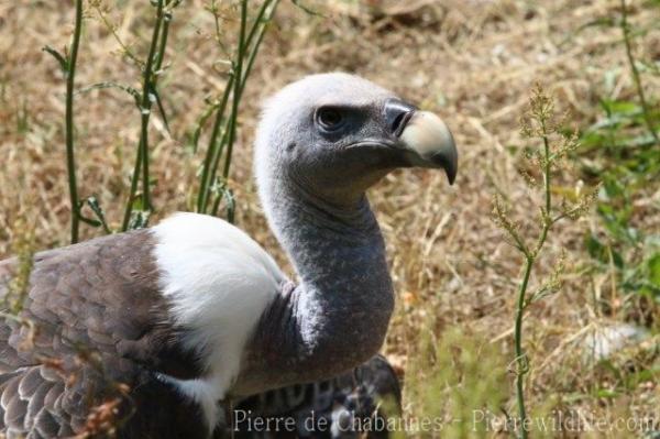 Ruppell's griffon