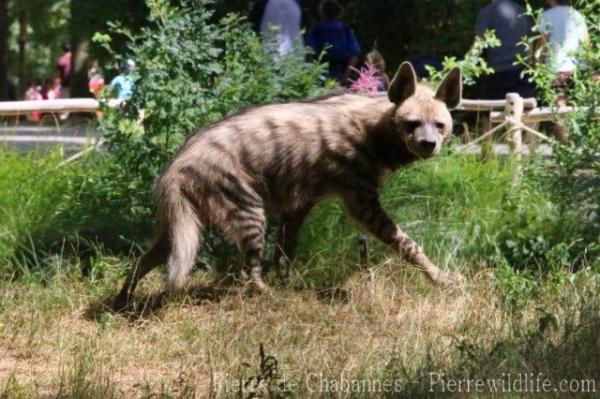 Striped hyena