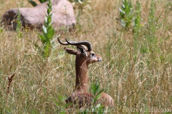 Southern gerenuk