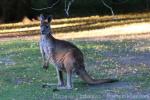 Western grey kangaroo