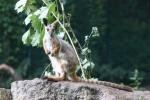 Yellow-footed rock wallaby