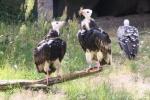 White-headed vulture