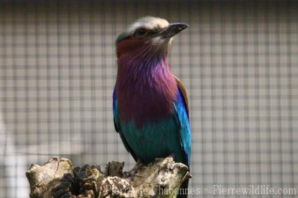 Lilac-breasted roller