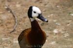 White-faced whistling-duck