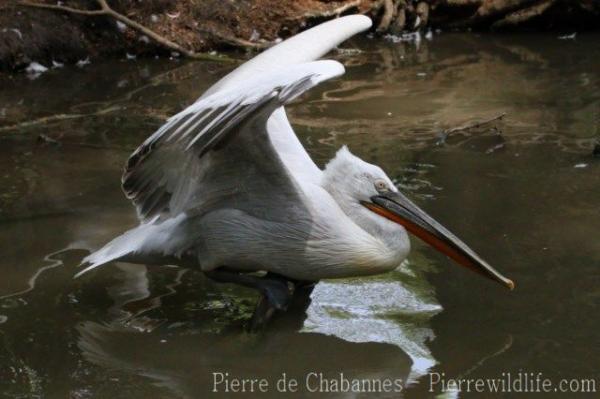 Dalmatian pelican