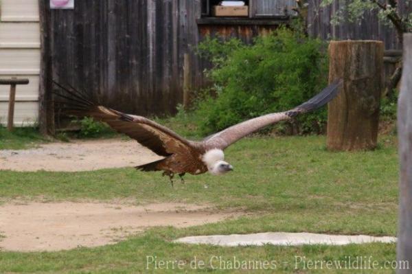 Eurasian griffon