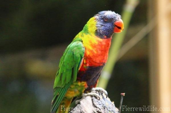 Rainbow lorikeet